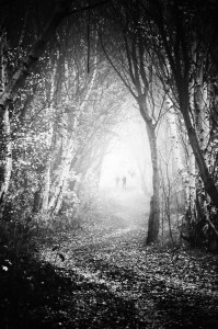 Fog Walkers in Forest